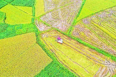 早春空心菜种植技术