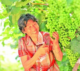 早春空心菜种植技术