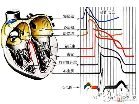 Ecg heart rate calculation