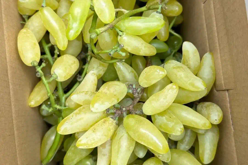 水果店老板不会告诉你的挑葡萄方法，都在这里了！