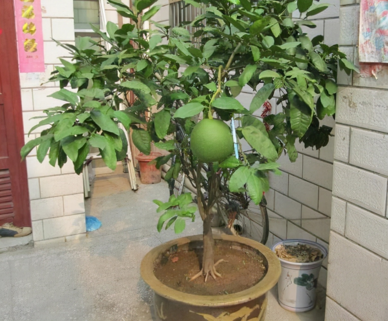 Orange seed plant cultivation methods