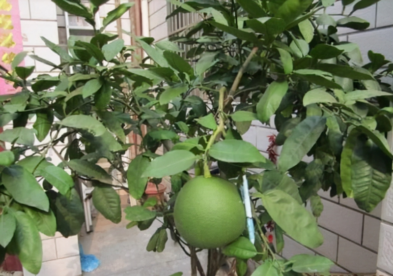 Orange seed plant cultivation methods