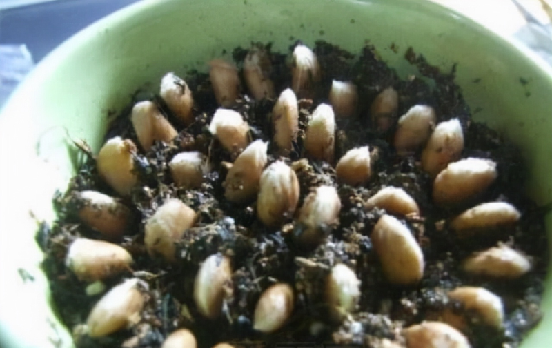 Orange seed plant cultivation methods