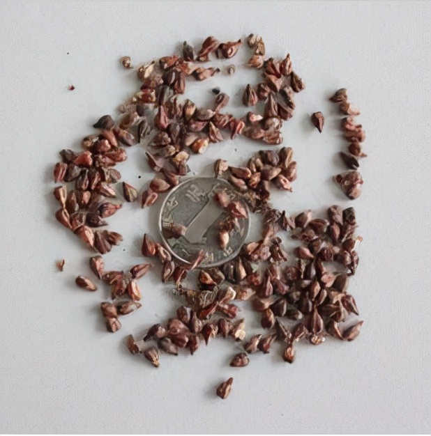 Orange seed plant cultivation methods