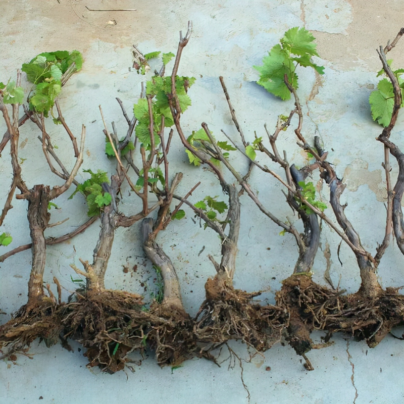 Orange seed plant cultivation methods