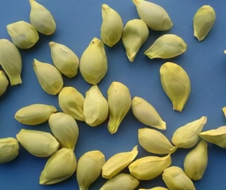 Orange seed plant cultivation methods