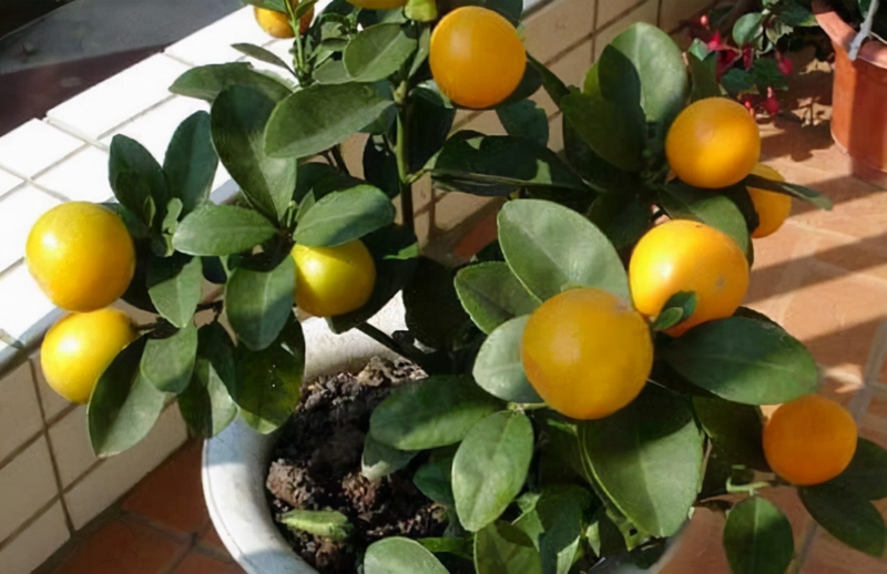 Orange seed plant cultivation methods