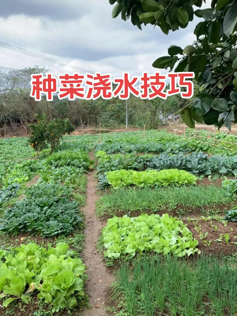 早春空心菜种植技术