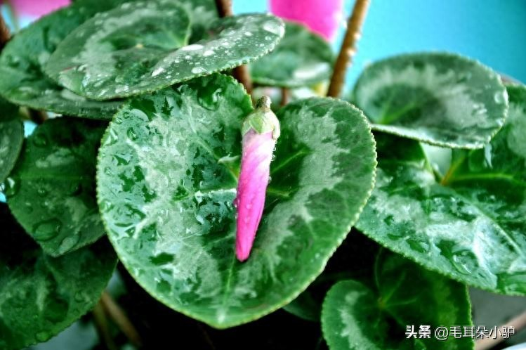 Cardiograss cultivation methods