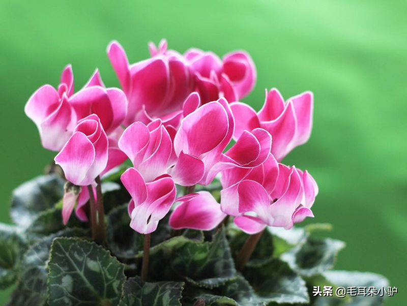 Cardiograss cultivation methods