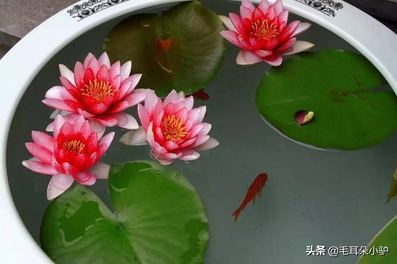 Cardiograss cultivation methods