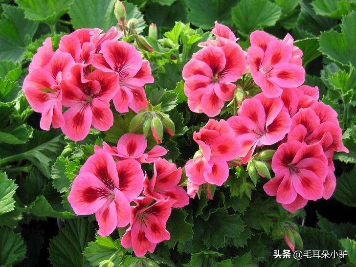 Cardiograss cultivation methods