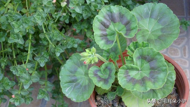 Cardiograss cultivation methods