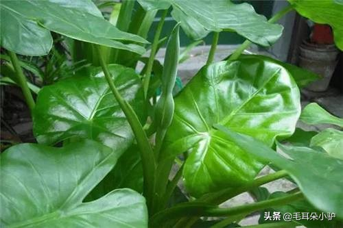 Cardiograss cultivation methods