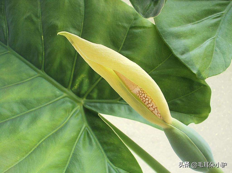 Cardiograss cultivation methods