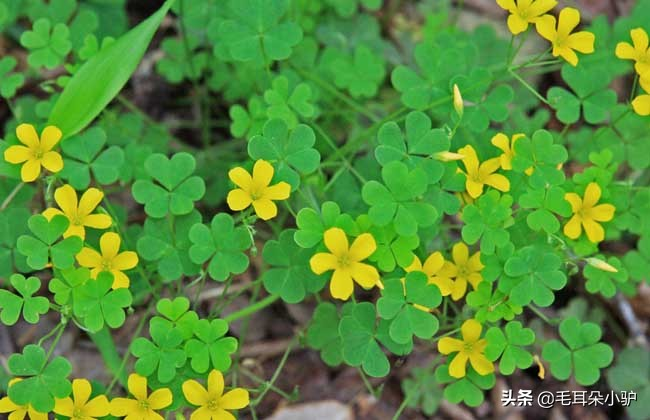 Cardiograss cultivation methods