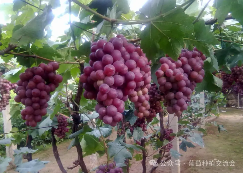 红提葡萄全年管理技术