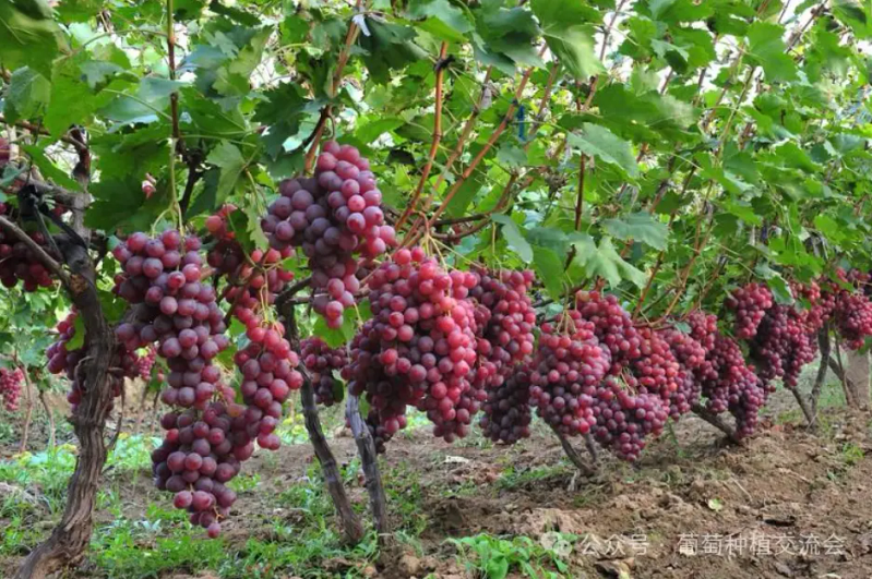The technique of planting red grapes
