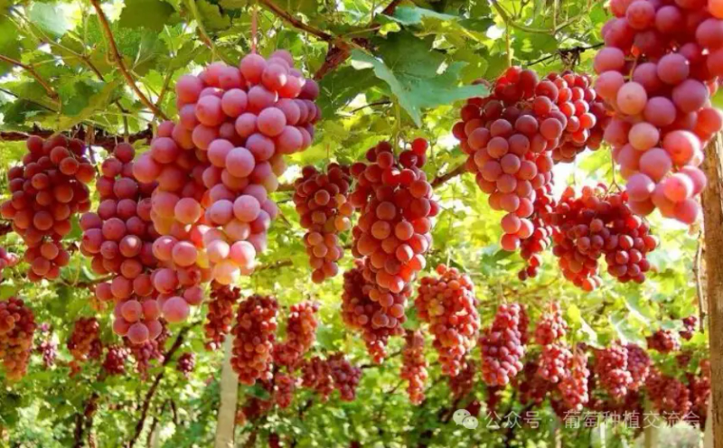 The technique of planting red grapes