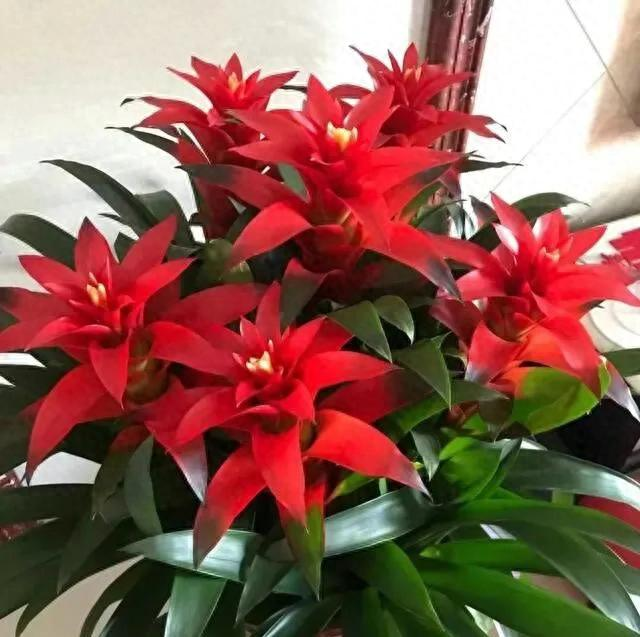 这五种花，个个都有好兆头，家里养1盆，镇宅守家、越养越吉祥！