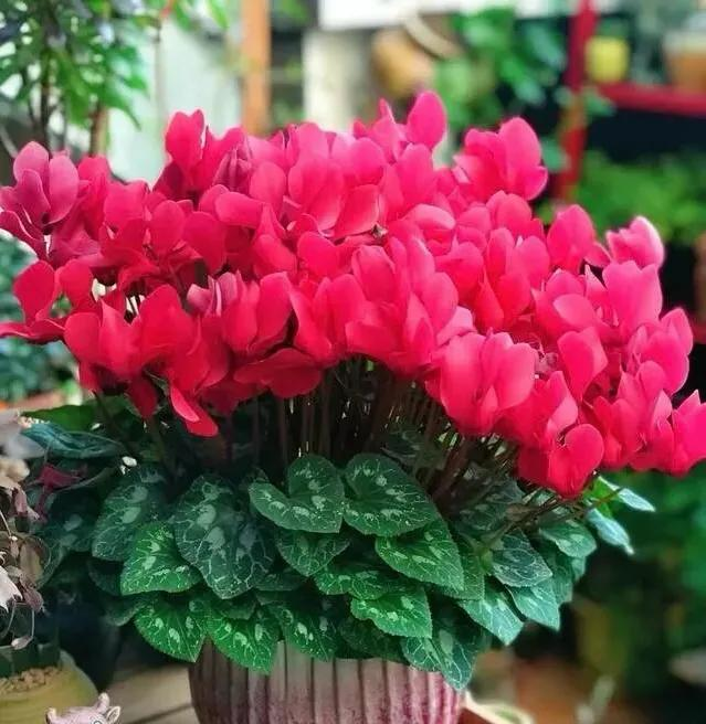 适合室内种植植物