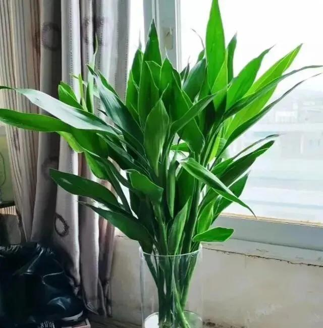 适合室内种植植物