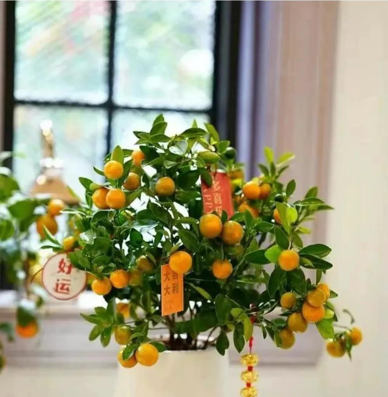 适合室内种植植物