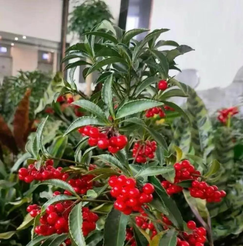 适合室内种植植物