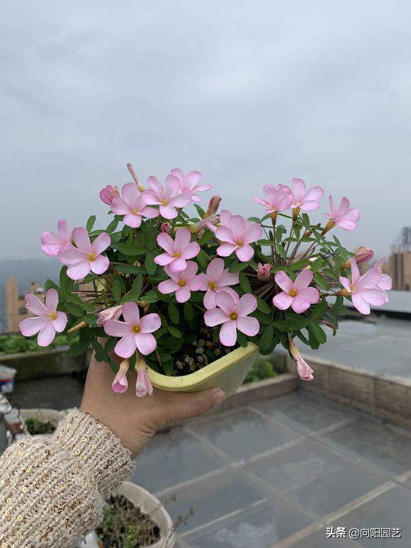 Cardiograss cultivation methods