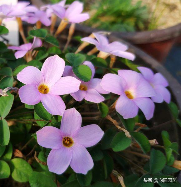 Cardiograss cultivation methods