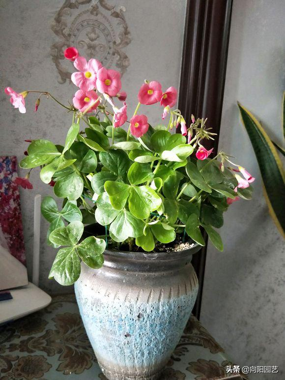 Cardiograss cultivation methods