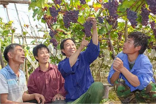 巨峰葡萄的种植方法