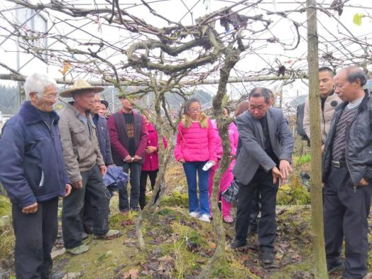 巨峰葡萄的种植方法