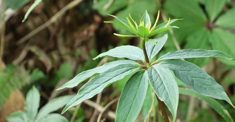 重楼的种植技术视频