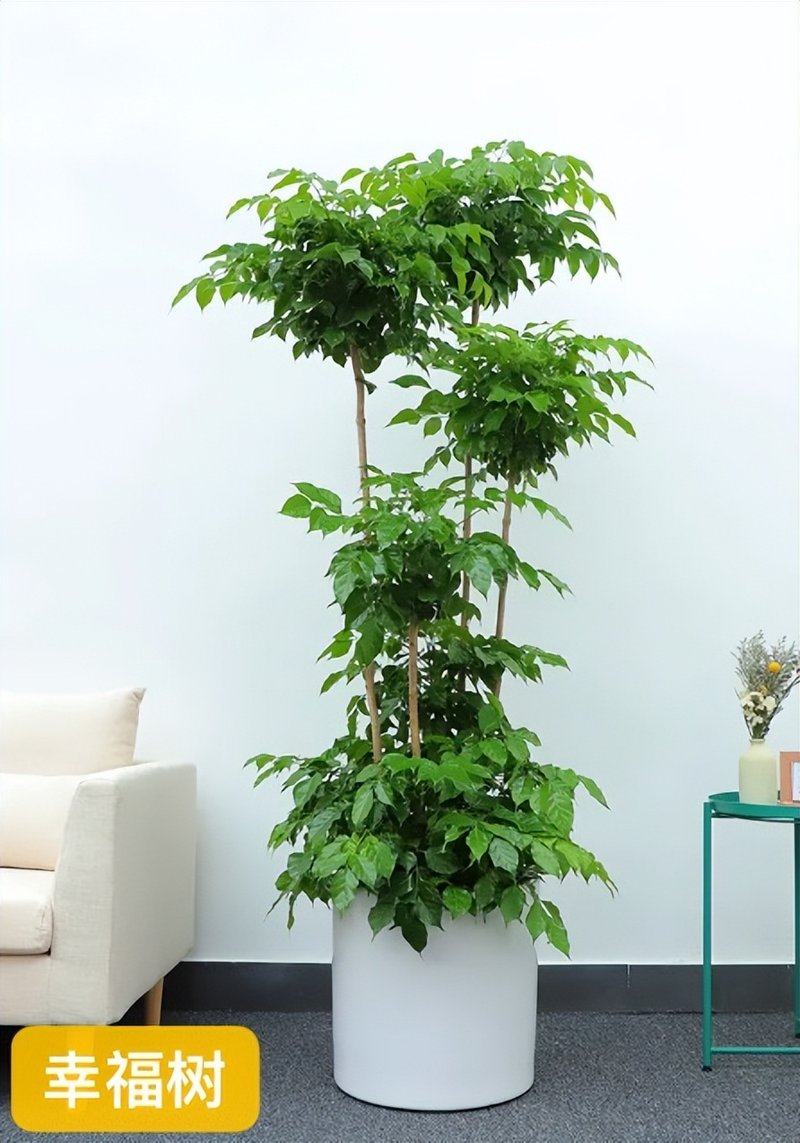 适合室内种植植物