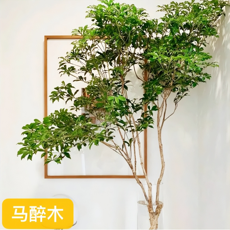 适合室内种植植物