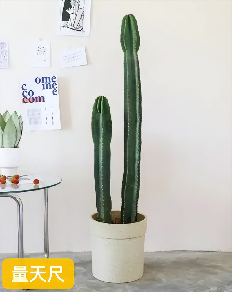 适合室内种植植物