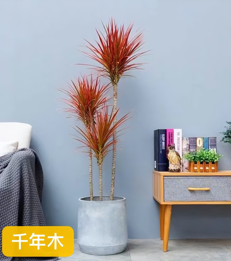 适合室内种植植物