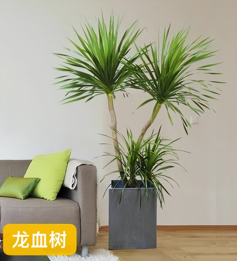 适合室内种植植物