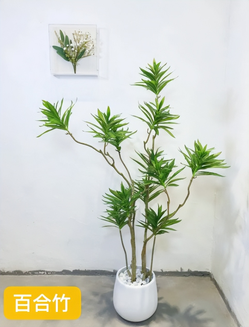 适合室内种植植物