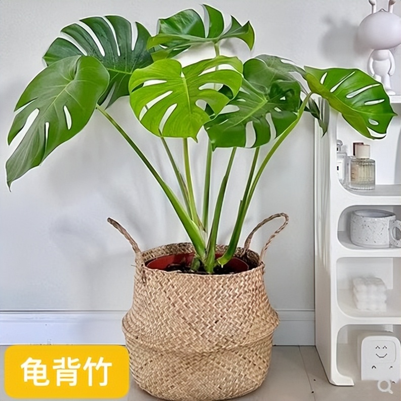 适合室内种植植物