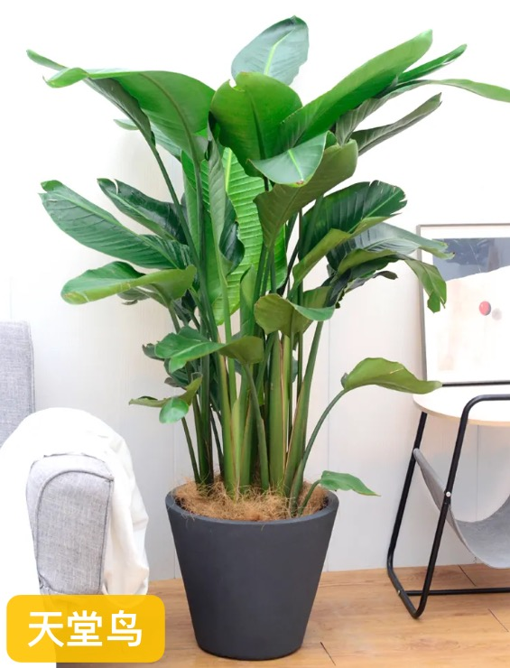 适合室内种植植物