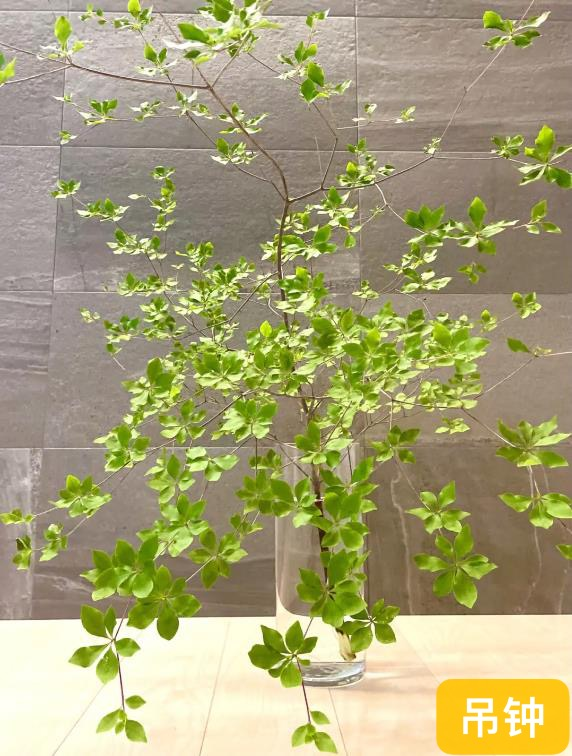 适合室内种植植物