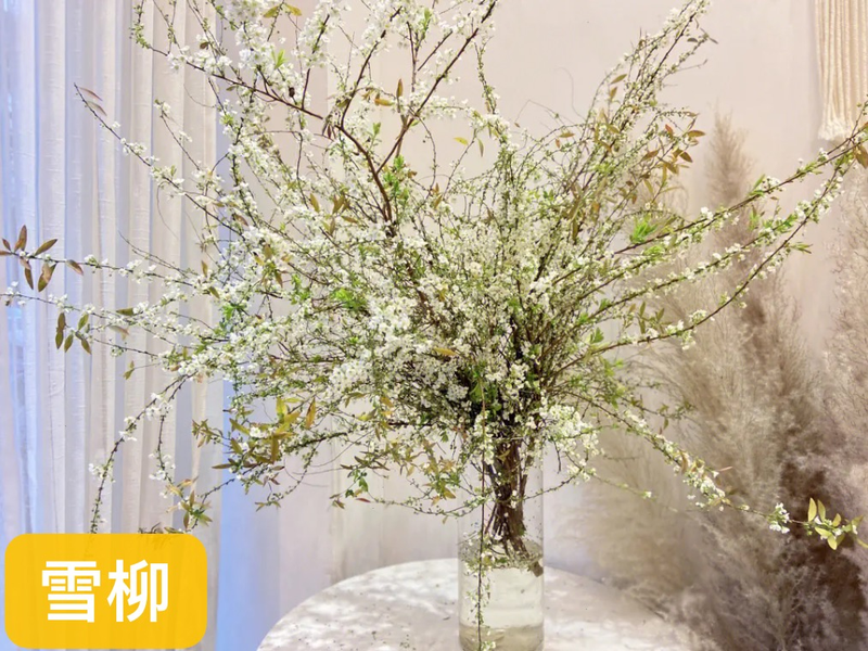 适合室内种植植物