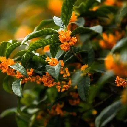 桂花僵苗不冒芽？4个隐形杀手，7天唤醒，1月爆枝！