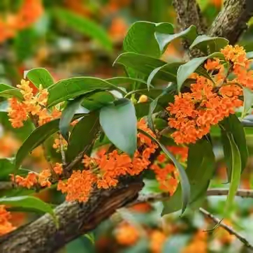 Gold guacamole planting techniques
