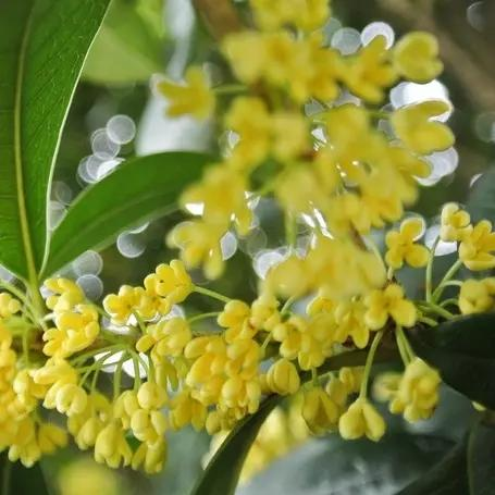 Gold guacamole planting techniques