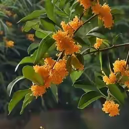 Gold guacamole planting techniques