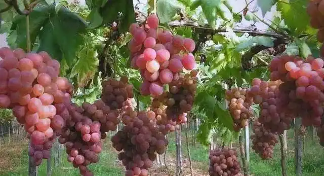 The technique of planting red grapes