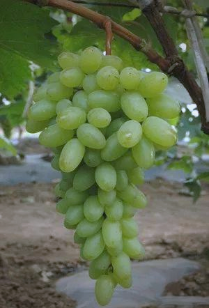 The technique of planting red grapes